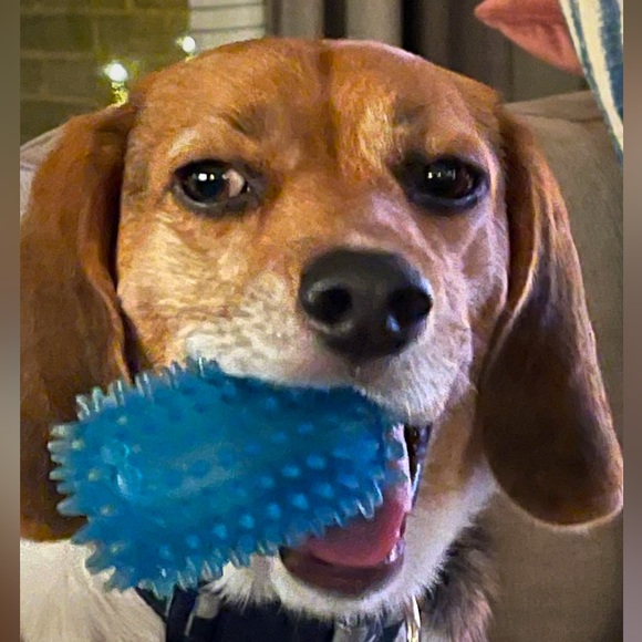 Meet your Posher, Catherine - Picture 4 of 6